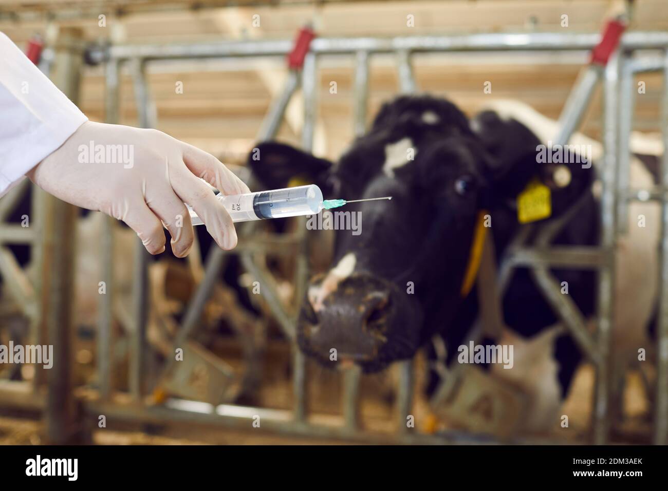 Primo piano di una siringa in mano di un veterinario che è pronto per fare un'iniezione a una mucca. Foto Stock