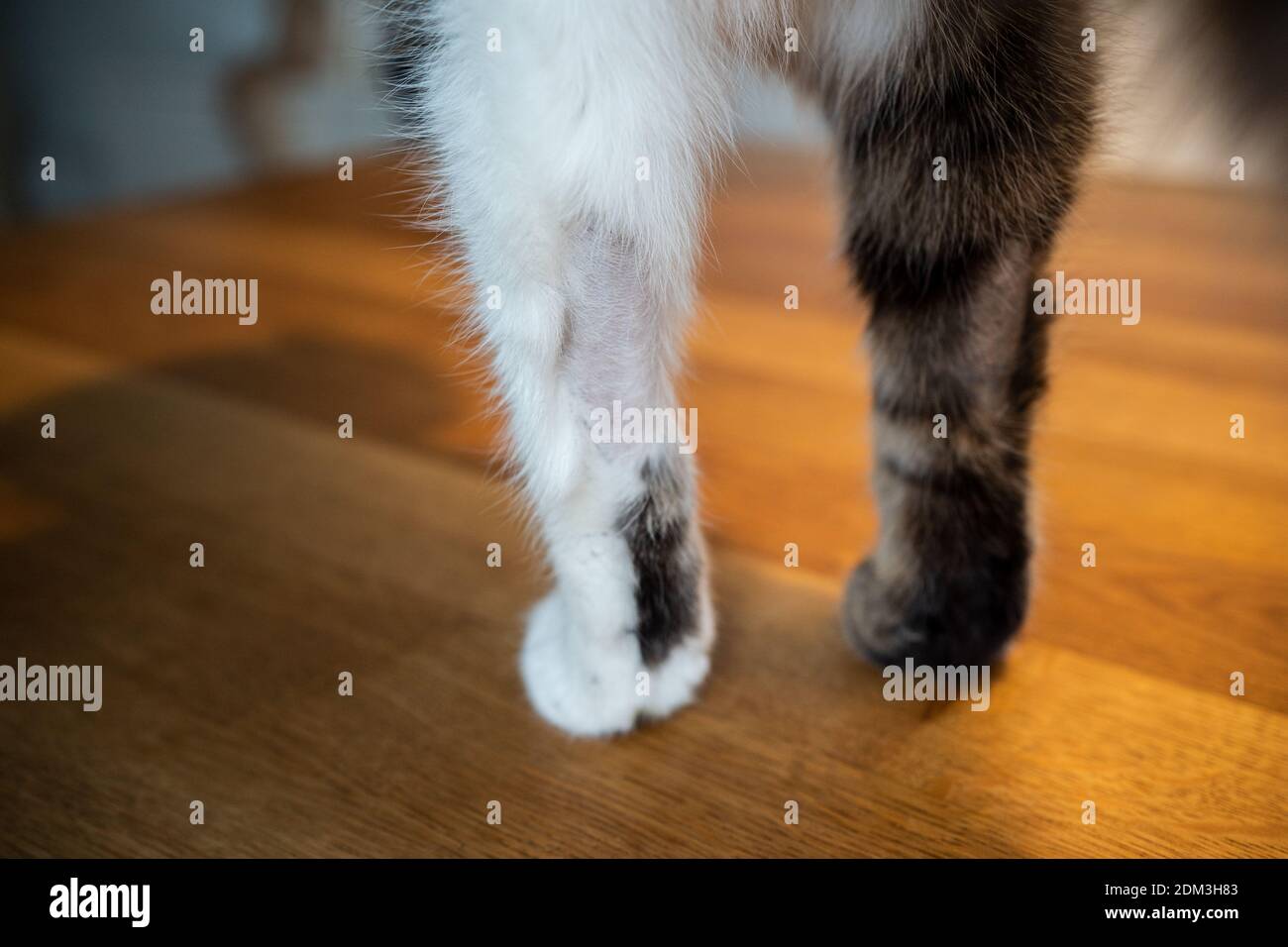 gambe anteriori e zampe di un gatto bianco tabby con macchie calve causate da un problema di stress e malattia mentale Foto Stock