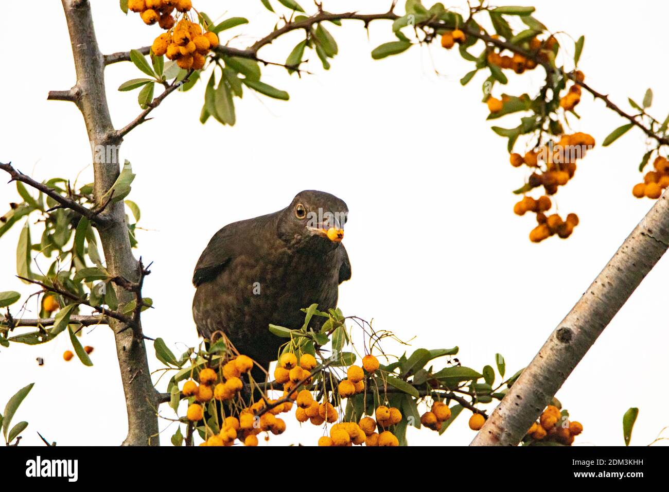 Blackbird, Winter Blackbird, Christmas Scheme, arroccato con Berries, dicembre 2020 Foto Stock