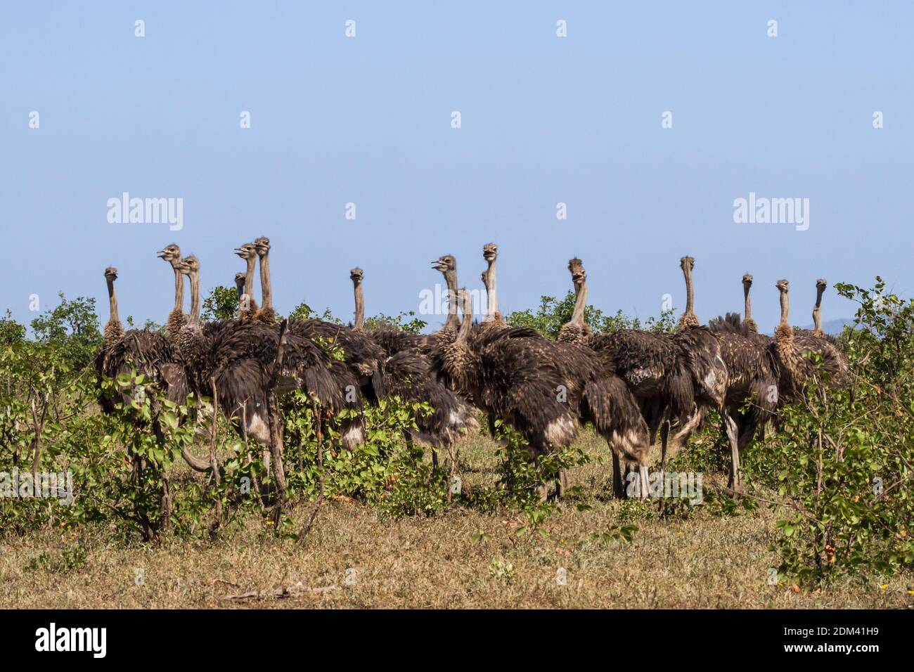 Un gruppo numeroso di 17 galline comuni di struzzo (Struthio camelus) che stanno insieme le bocche aperte sembrano parlare nel Parco Nazionale Kruger, Sout Foto Stock