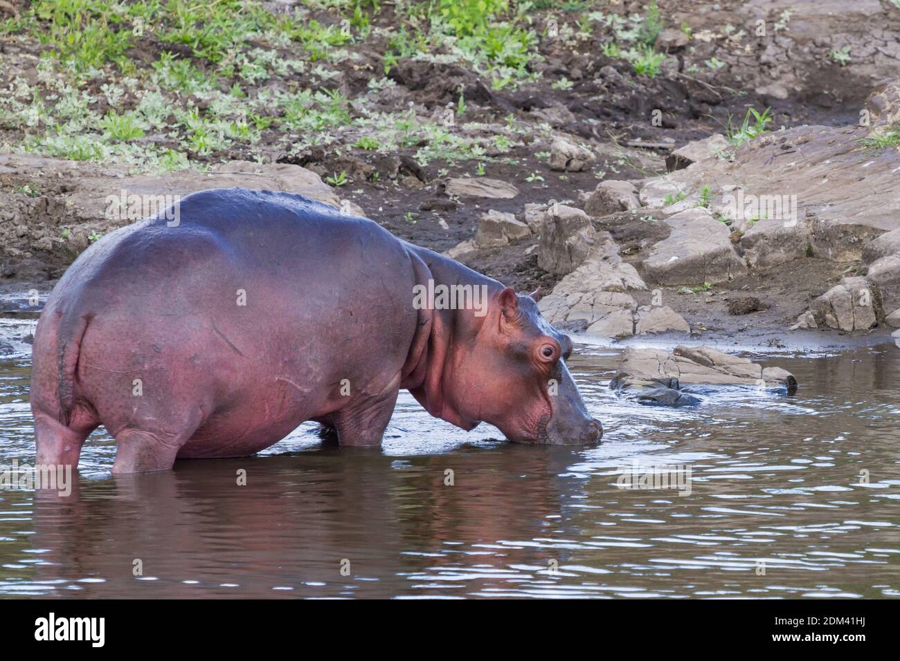 Ippopotamo in piedi in un fiume con una bevanda d'acqua nel Parco Nazionale Kruger, Sud Africa Foto Stock