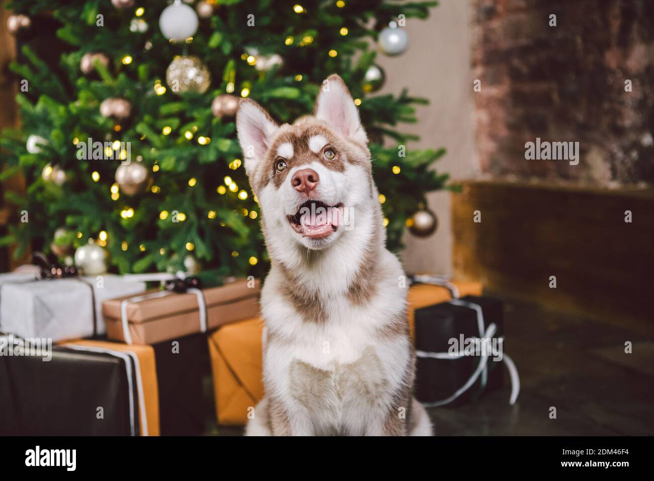 Dog wolf breed husky white-brown color sits near christmas tree. Pet poses near fir tree of decorated New Years house in living room at evening. Siber Foto Stock