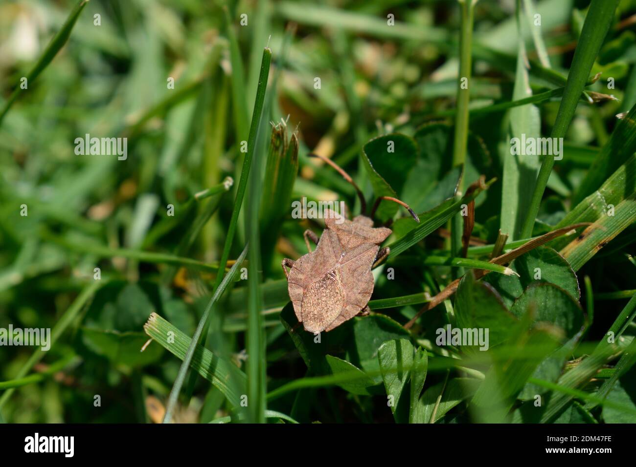Stink Bug in erba in un giardino inglese Foto Stock