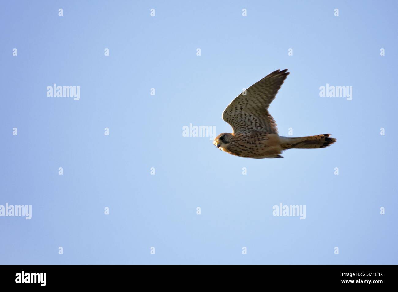 A Kestrel (Falco tinnunculus) in volo contro un cielo autunnale blu Foto Stock
