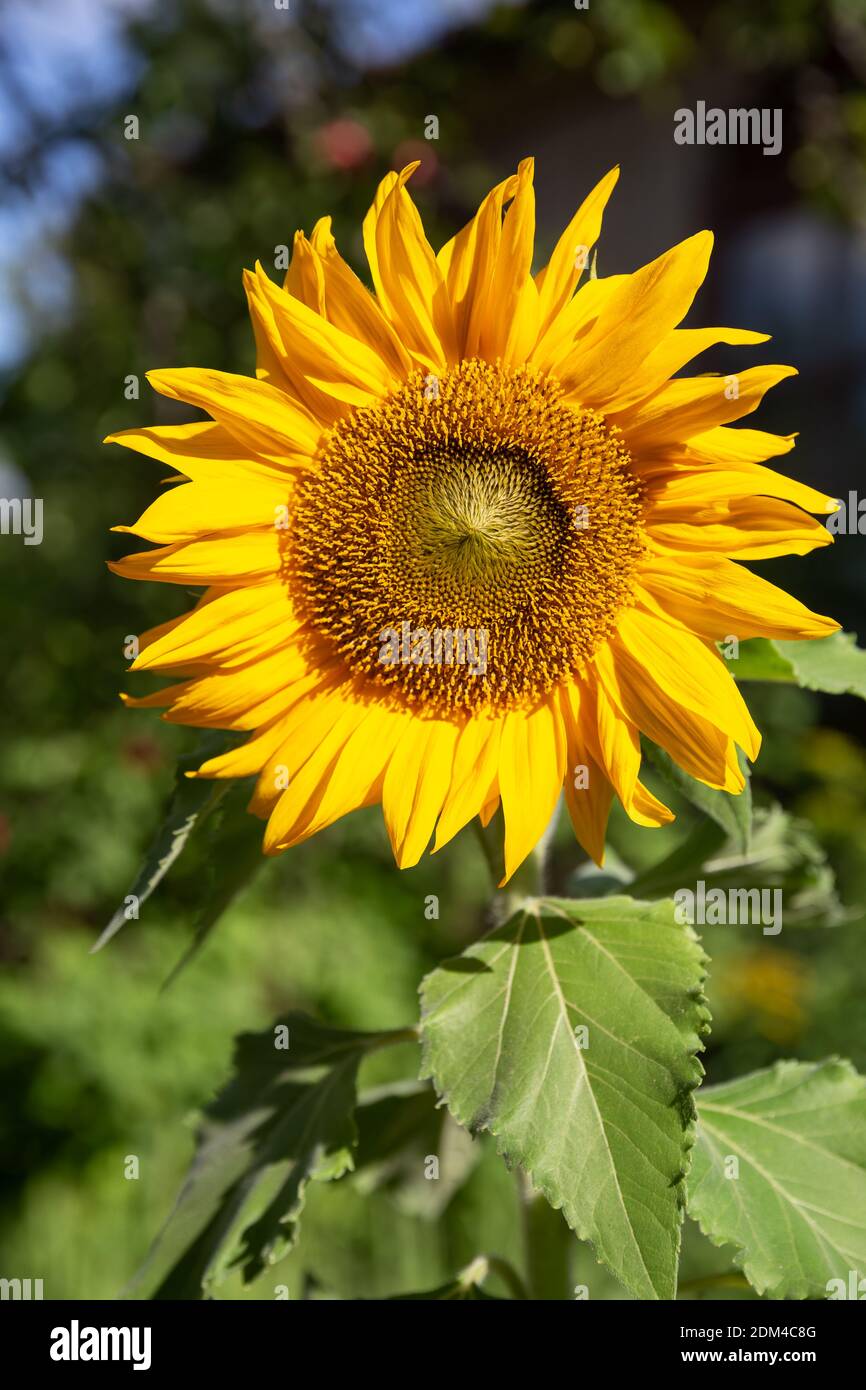 Un bel fiore di girasole da vicino Foto Stock