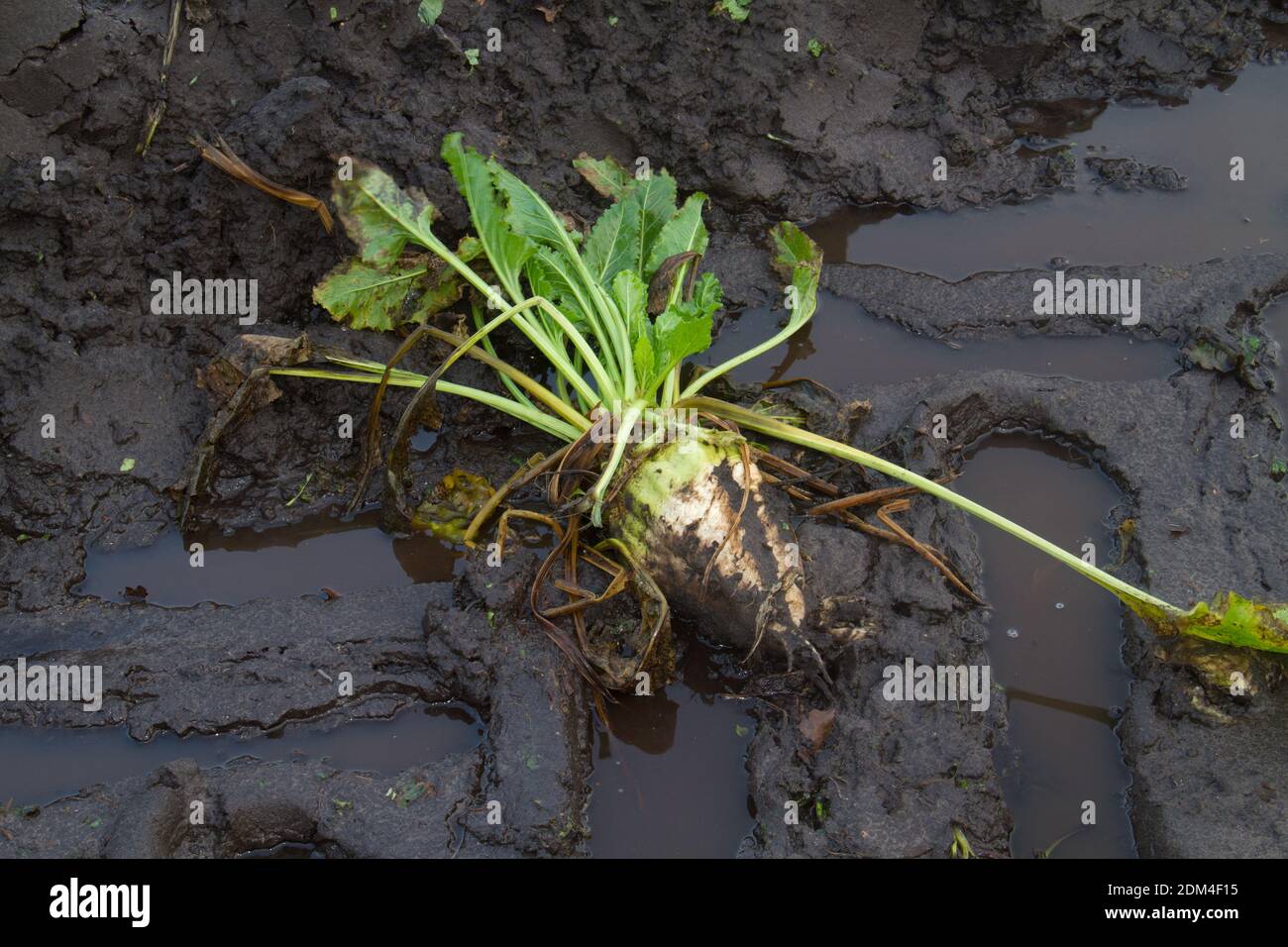 Raccolta persa: Una barbabietola lasciata nel fango di una pista di pneumatici dopo la mietitura Foto Stock