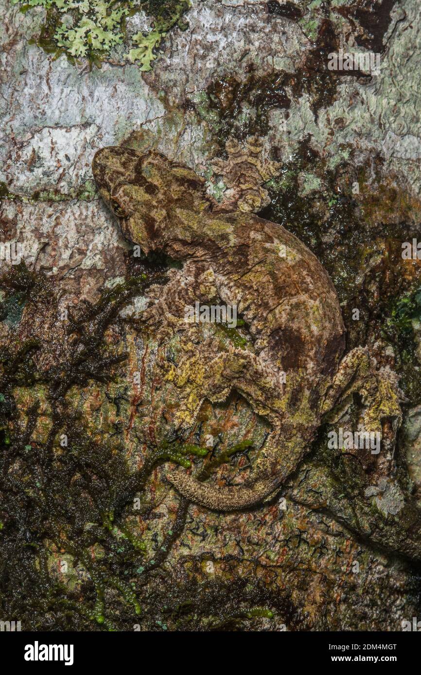 Il Sabah Flying Gecko (Ptychozoon [Gekko] racoforo) endemico del Parco Nazionale del Monte Kinabalu e della catena dei crocker nel Borneo Malese. Foto Stock