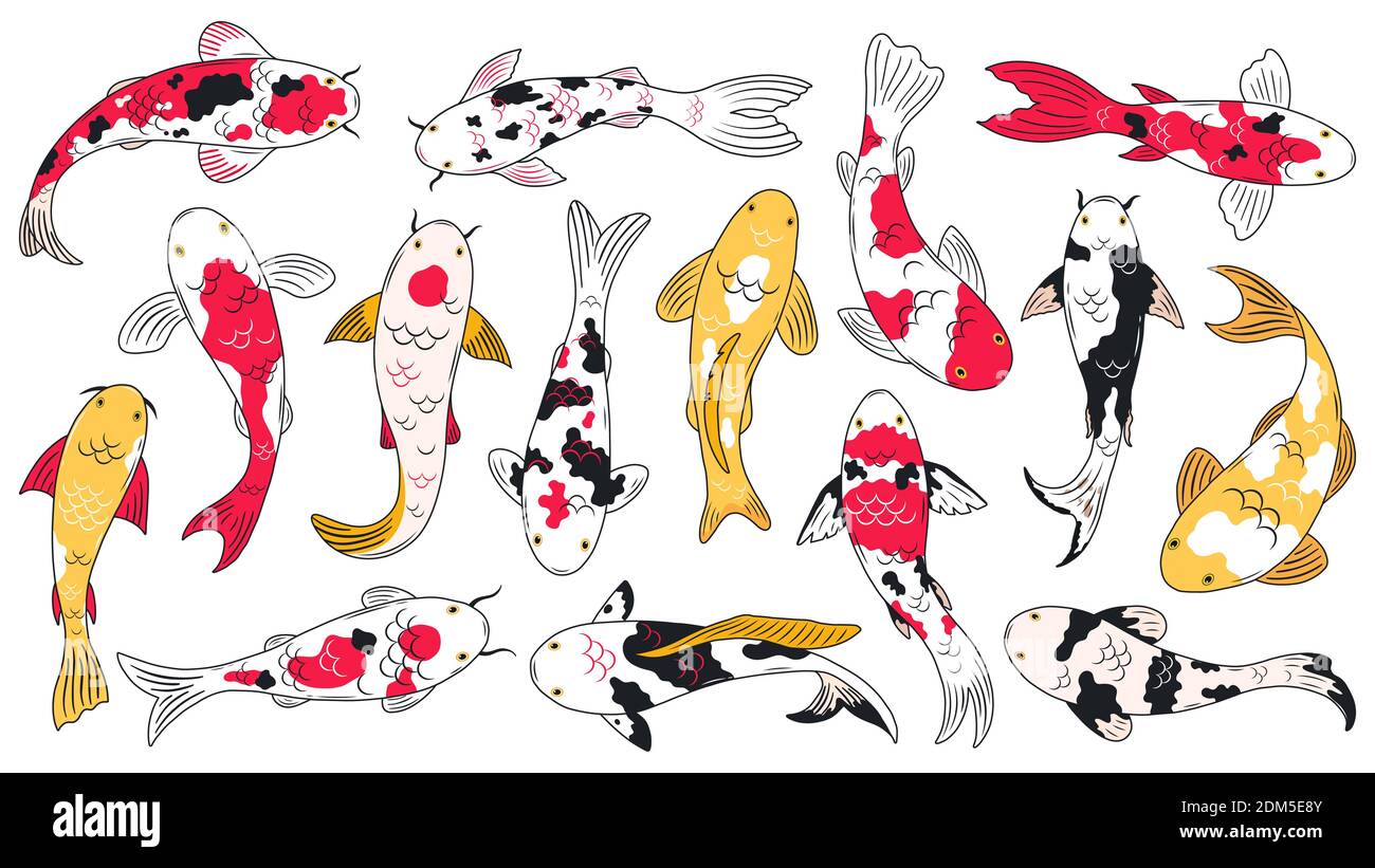 Pesce koi orientale. Carpe di Koi, pesci ornamentali asiatici, pesca orientale tradizionale. Illustrazione del vettore cinese galleggiante del pesce koi Illustrazione Vettoriale