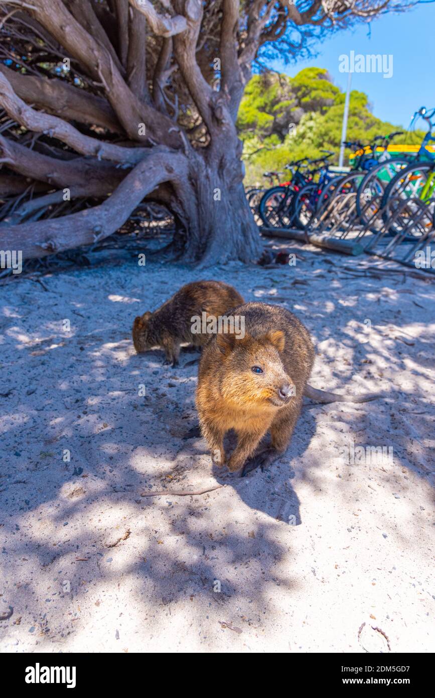Quokka vive sull'isola di Rottnest vicino a Perth, Australia Foto Stock