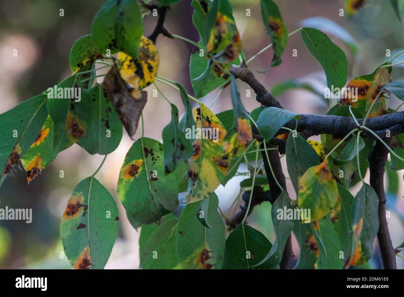 Foglie di rami e frutti di pera colpiti da macchie arrugginite di arancio e crescite a forma di corno con spore del fungo Gymnosporangium sabinae in un giardino di casa umana. Foglie di pera con infestazione di ruggine di pera. Foto Stock