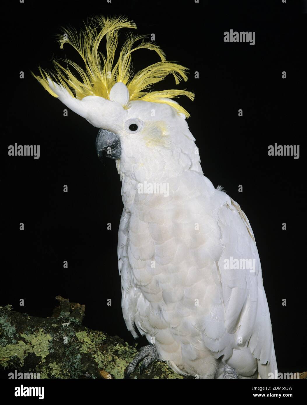 Pappagallo Di Cacatua Crestato Dello Zolfo In Sydney Park Giardini Botanici Reali Cibo Dell Alimento Image73800864
