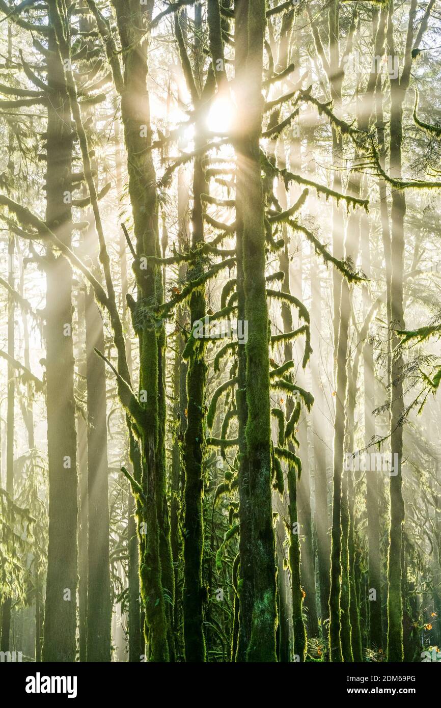 Il sole passa attraverso la nebbia, il Golden Ears Provincial Park, Maple Ridge, British Columbia, Canada Foto Stock