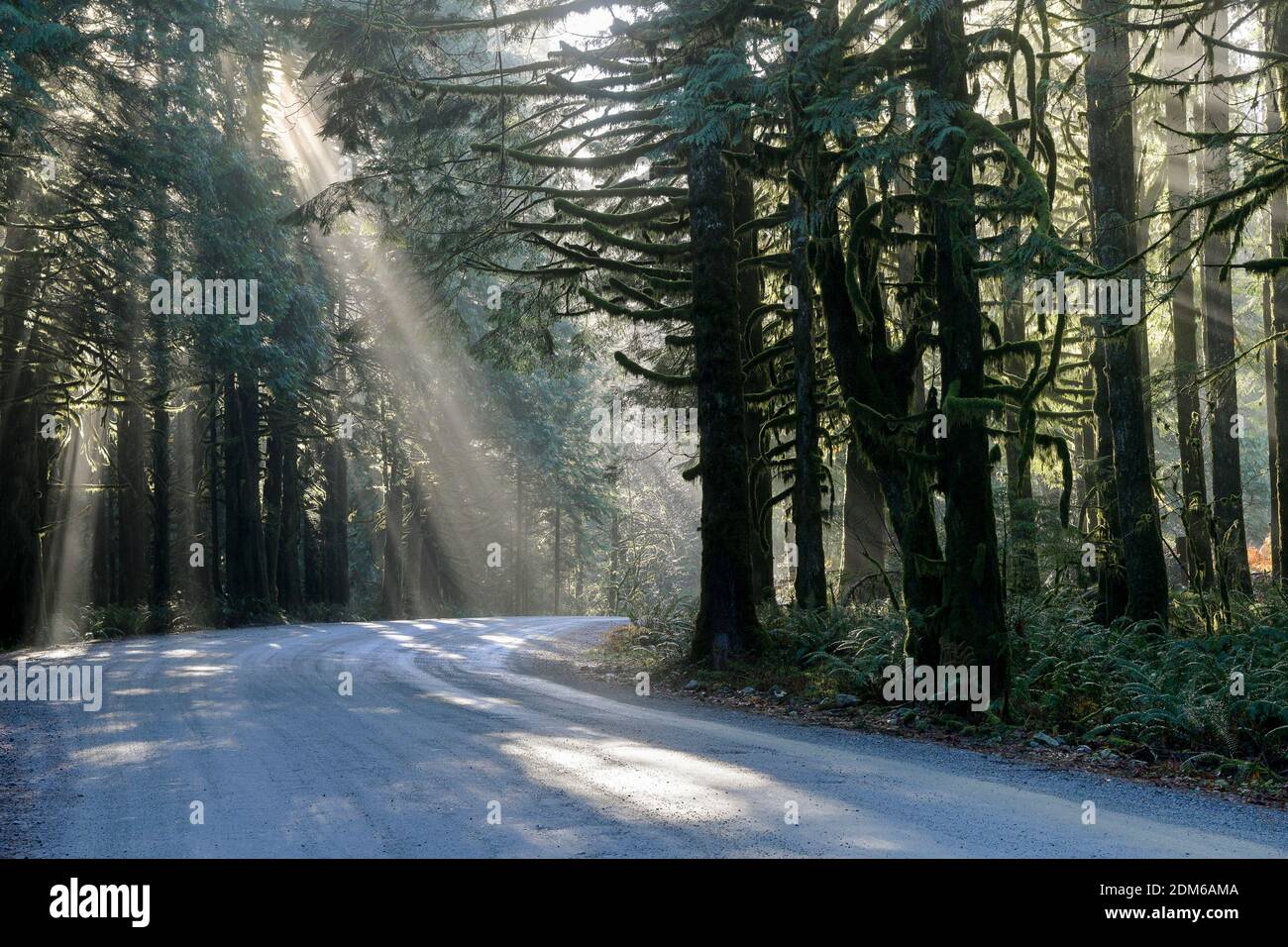 Strada attraverso la foresta con fasci di luce. Foto Stock