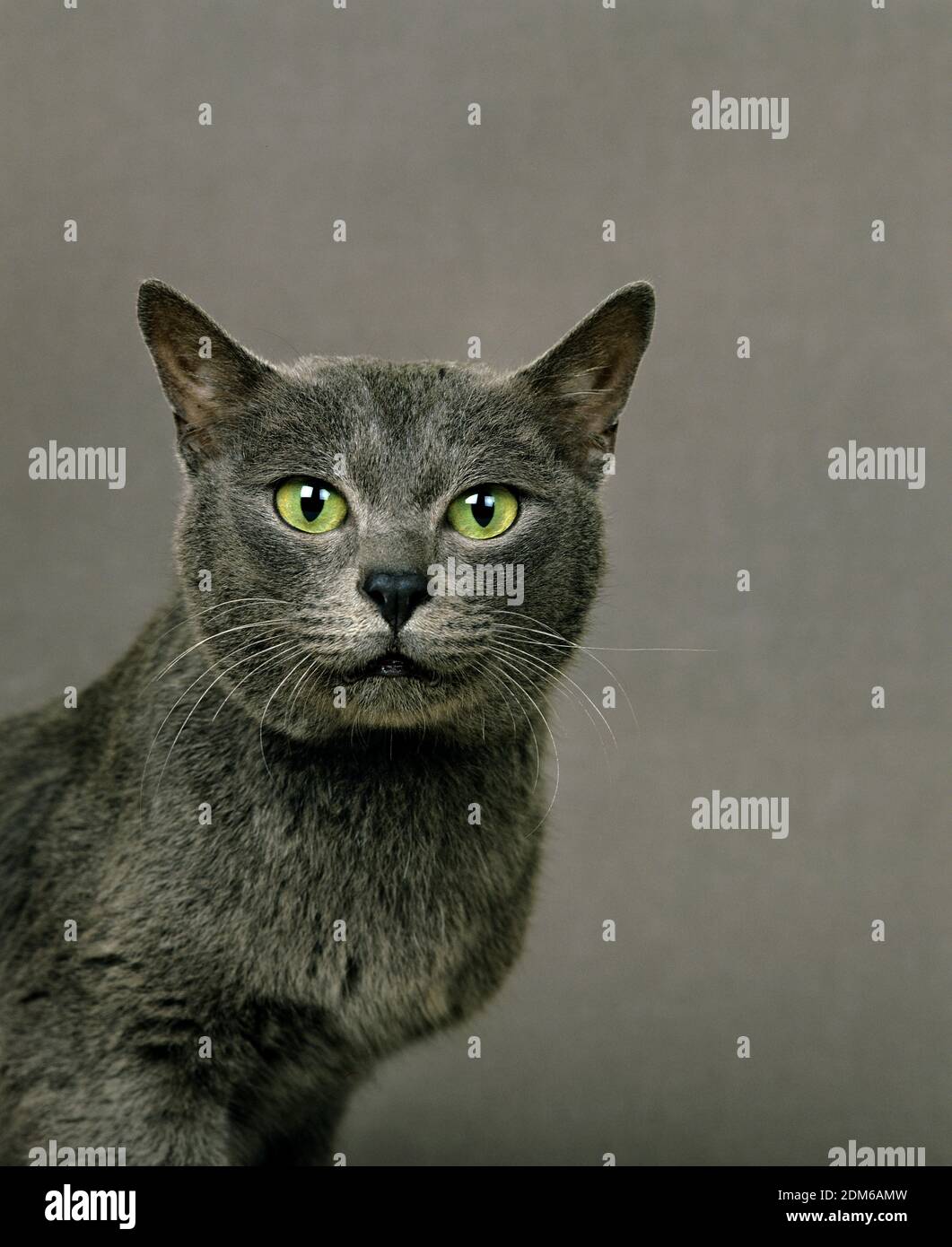 Korat Gatto domestico Foto Stock