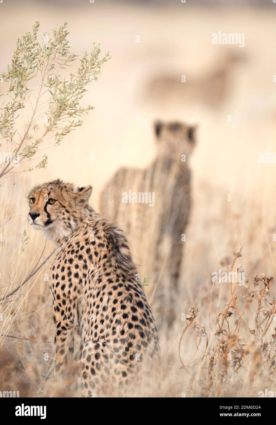 Etosha National Park Namibia, Africa, caccia ghepardo. Foto Stock