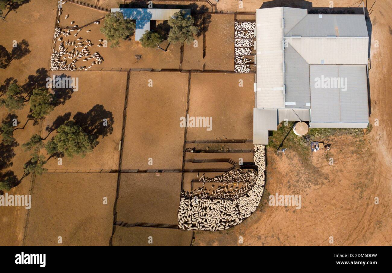 Linea di pecora per il capannone di tosatura nell'Outback del nuovo Galles del Sud, Australia. Foto Stock