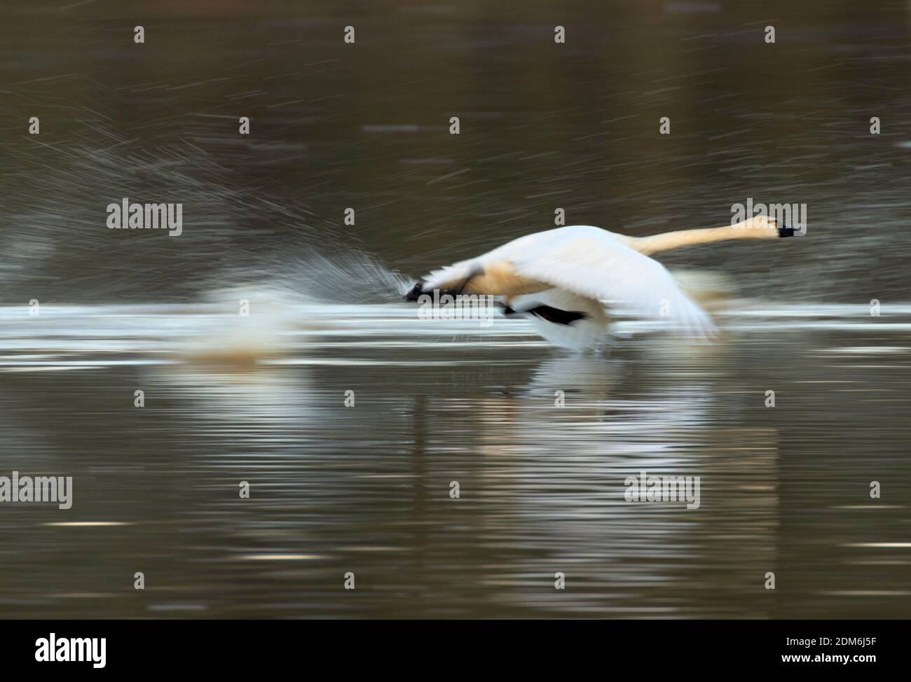 Cigno di tundra (Cygnus colombianus) decollo a McFadden Marsh, William Finley National Wildlife Refuge, Oregon Foto Stock