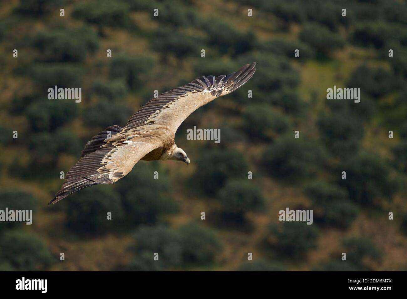 Una focalizzazione superficiale di un avvoltoio Grifone (Gyps fulvus) volare con le ali aperte Foto Stock