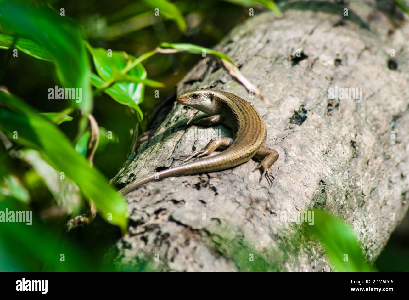 Il baby monitor lucertola sull'albero. Lizzard monitor appena tratteggiato su albero. Foto Stock