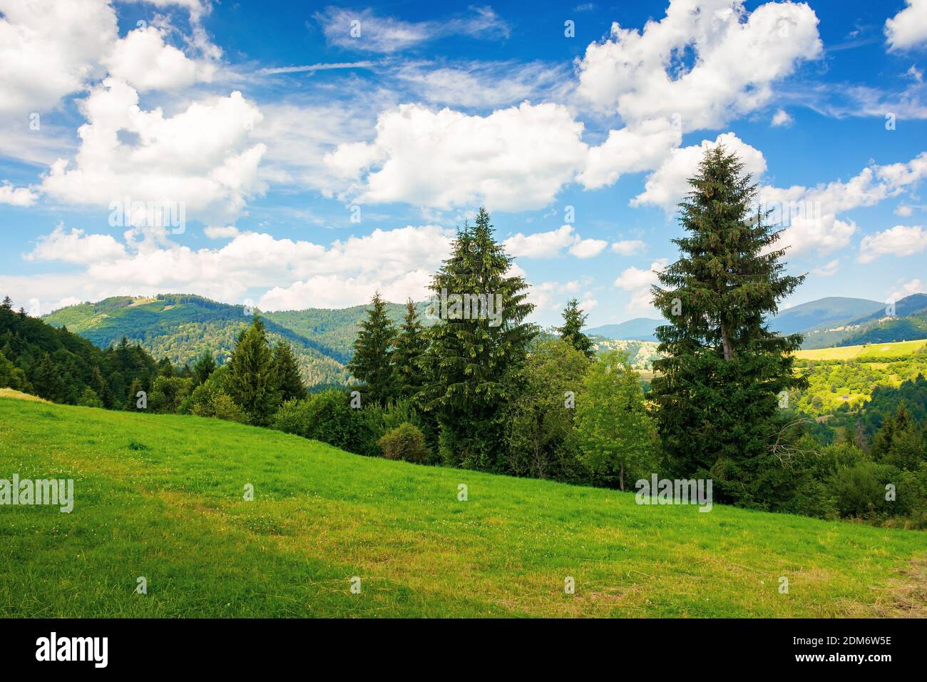 campagna estiva in montagna. alberi di abete rosso sul prato erboso. tempo meraviglioso con nuvole soffici sul cielo. splendido paesaggio Foto Stock
