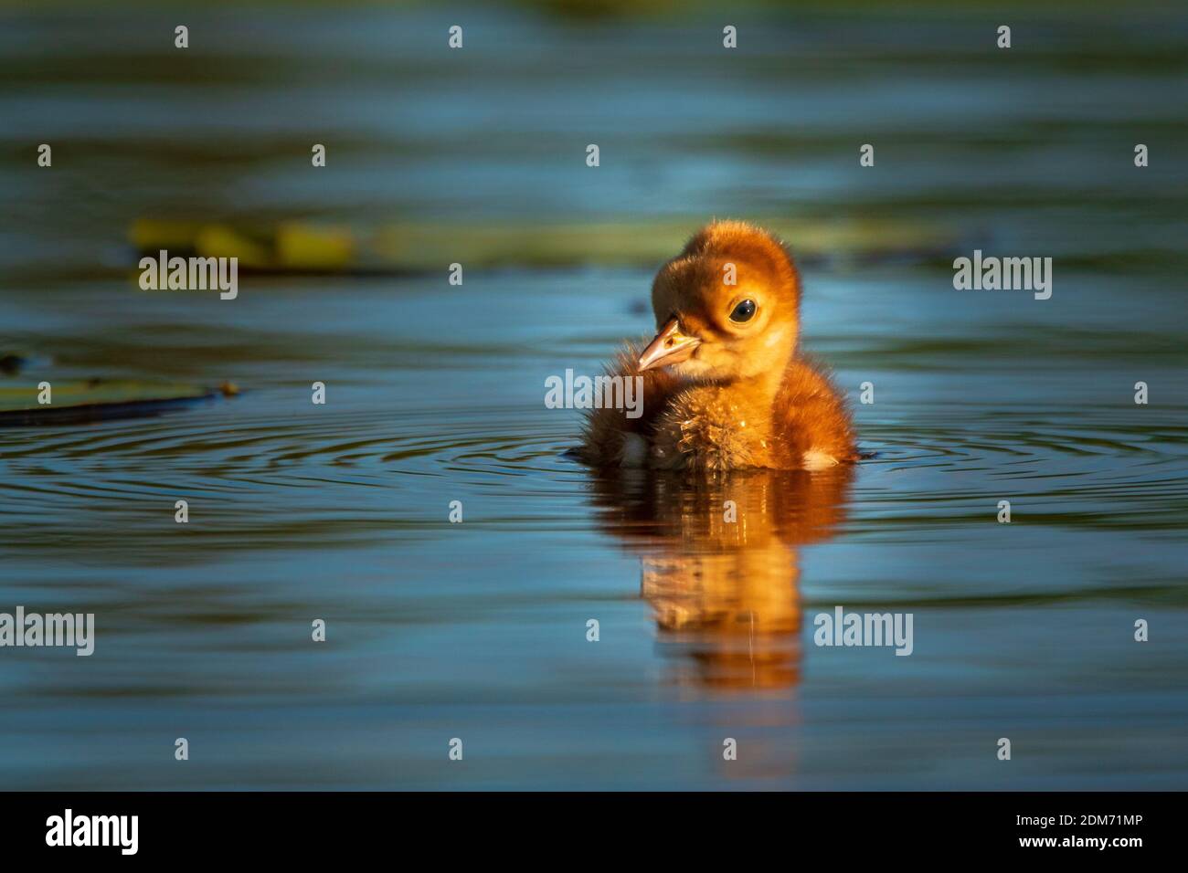 Sandhill Crane colt fotografato in Door County WI. Foto Stock