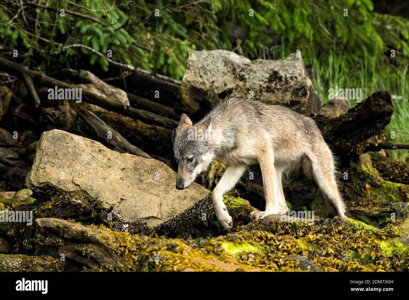 A British Columbia Grey Wolf (Canis lupus colombianus) camminare nel santuario Foto Stock