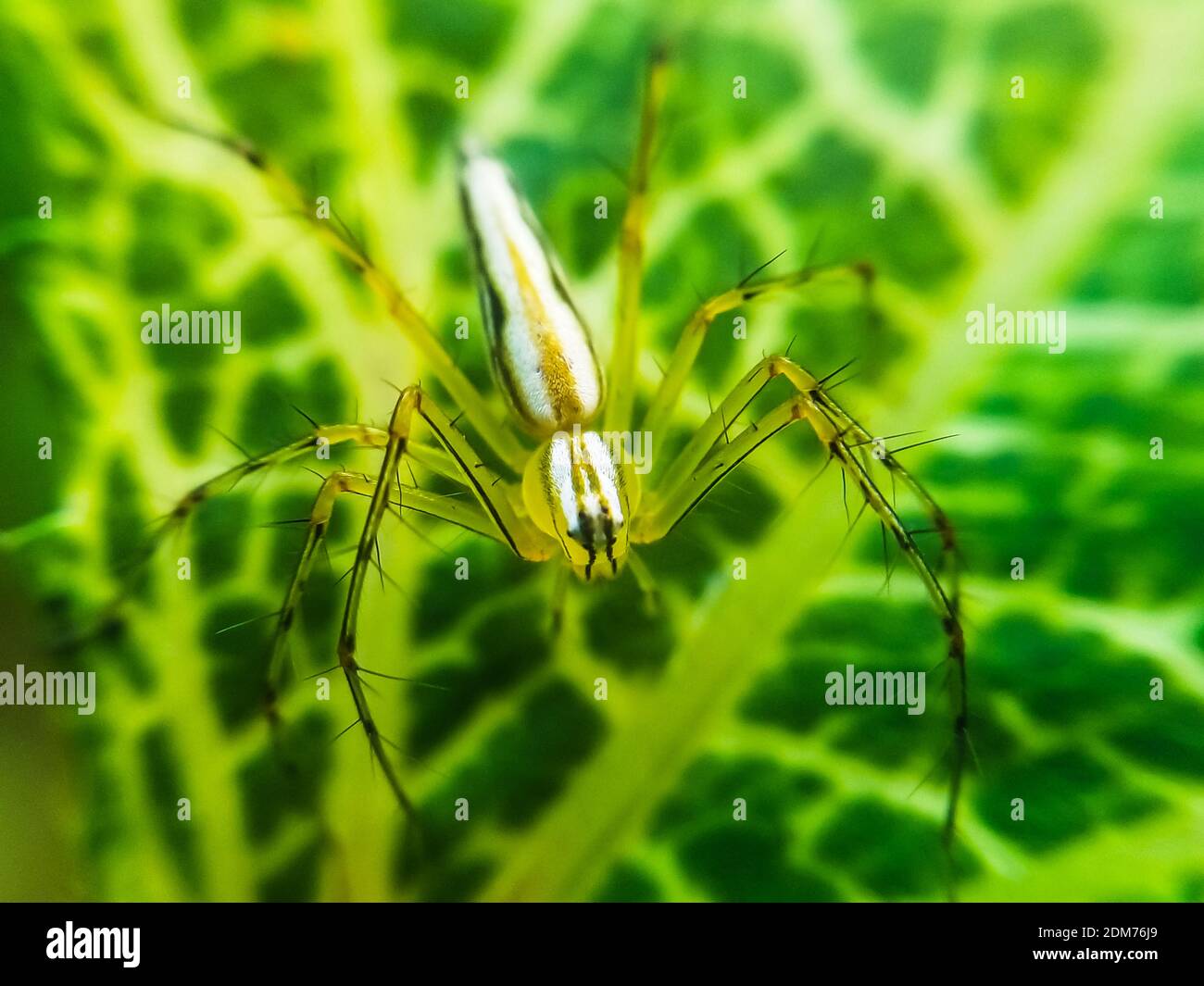 Ragno seduto sulla foglia con sfondo verde. Closeup ragno con sfondo verde per la carta da parati. Foto Stock