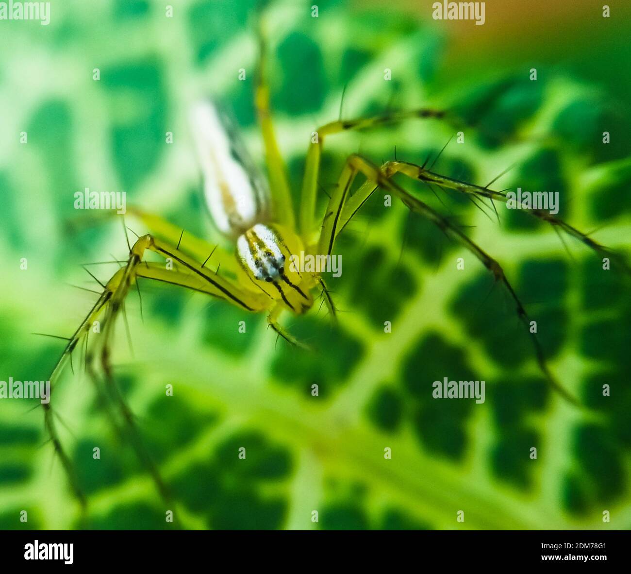 Ragno seduto sulla foglia con sfondo verde. Closeup ragno con sfondo verde per la carta da parati. Foto Stock