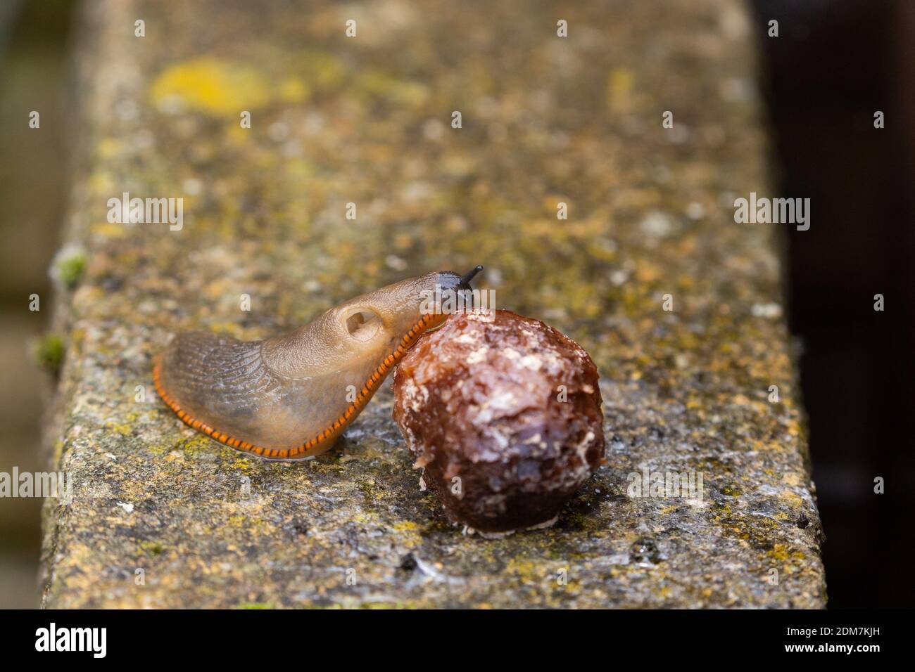 Primo piano di un grande slug. Lo slug sta mangiando frutta caduta a vento che è stata lasciata a marcire nel giardino. Foto Stock