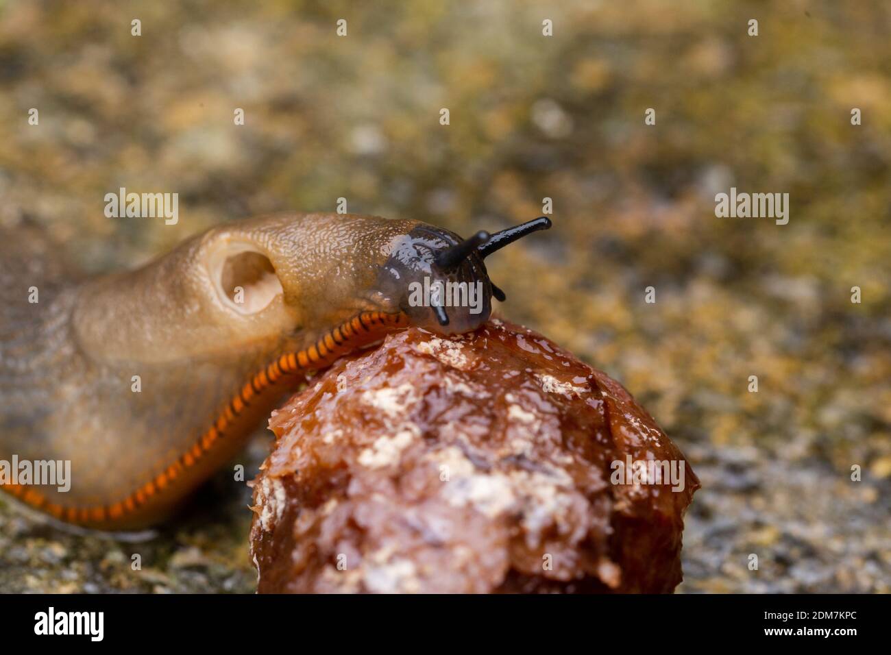 Primo piano di un grande slug. Lo slug sta mangiando frutta caduta a vento che è stata lasciata a marcire nel giardino. Foto Stock
