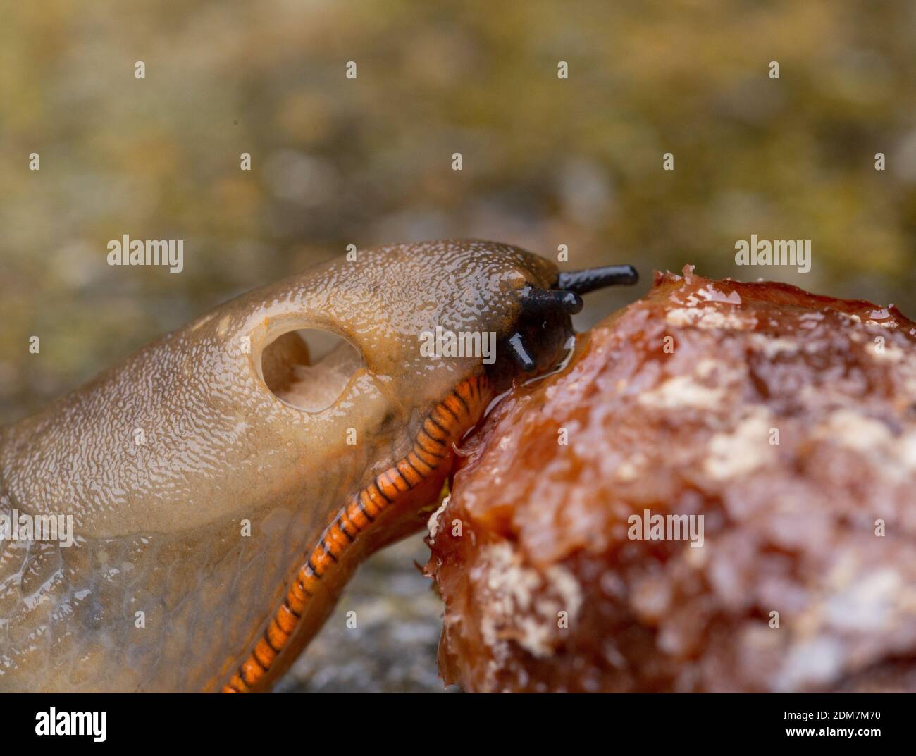 Primo piano di un grande slug. Lo slug sta mangiando frutta caduta a vento che è stata lasciata a marcire nel giardino. Foto Stock