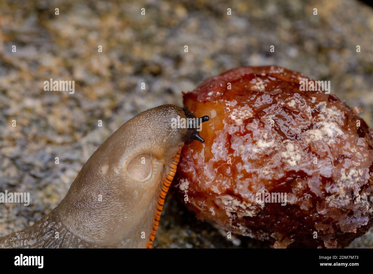 Primo piano di un grande slug. Lo slug sta mangiando frutta caduta a vento che è stata lasciata a marcire nel giardino. Foto Stock