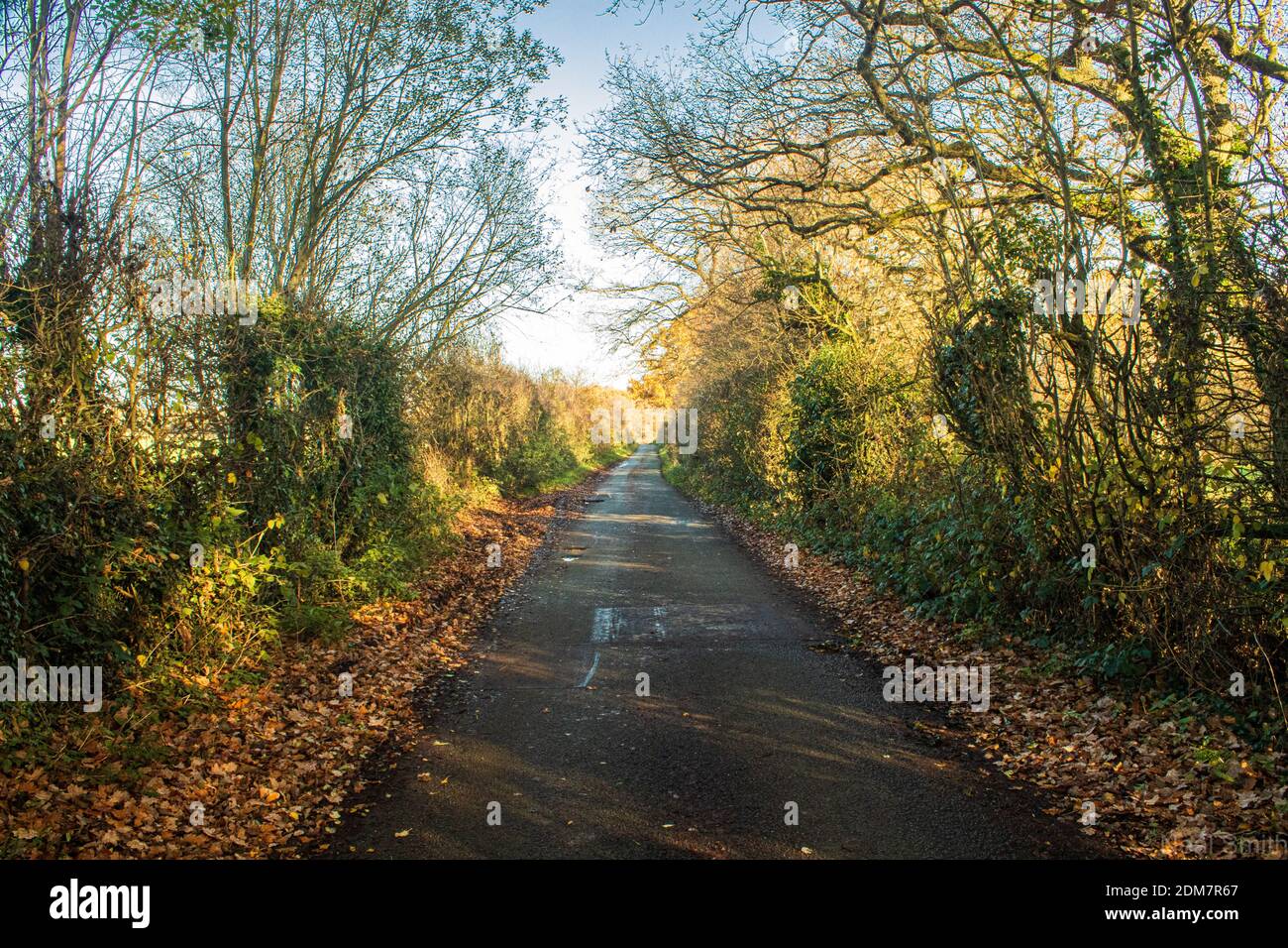 Una strada di campagna in autunno luce solare linea da alberi si estende a distanza Foto Stock