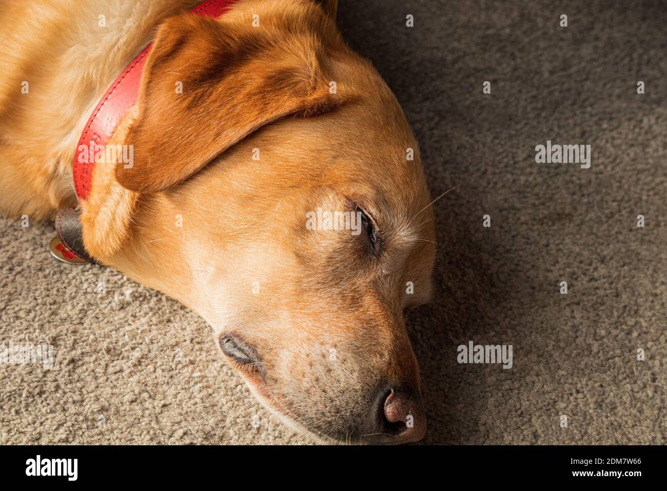 Ritratto di un cane Labrador dorato dell'animale domestico che dormiva Foto Stock