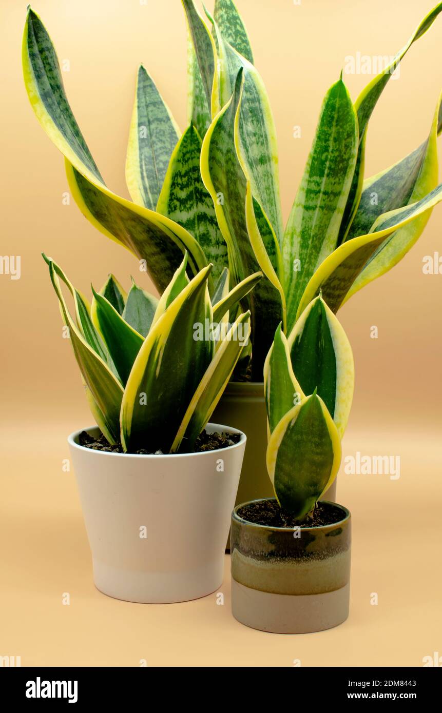 efeutute kaufen ikea Efeutute Golden Pothos (Epipremnum aureum) – Classic Floral