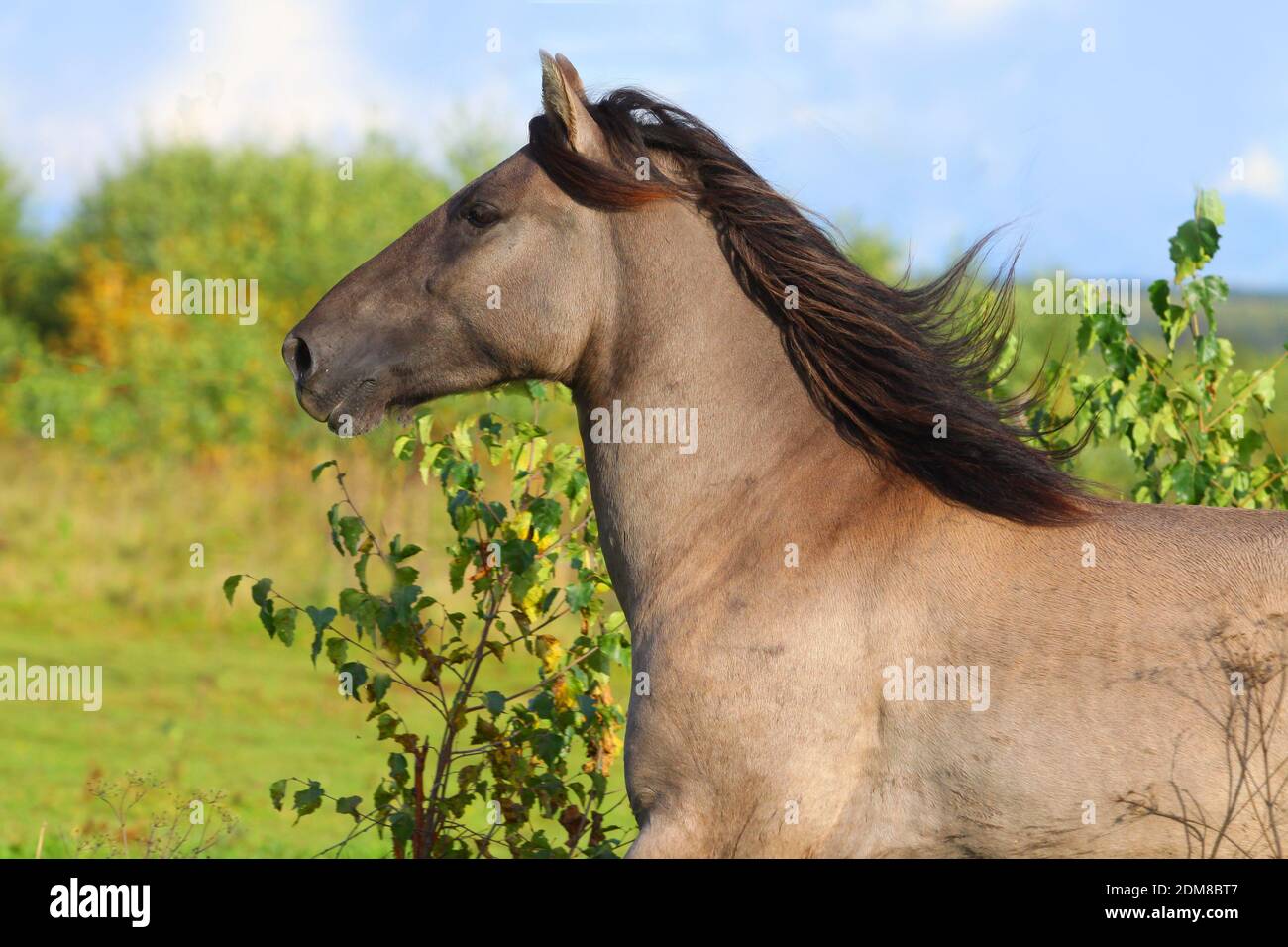 funzionamento del cavallo Foto Stock