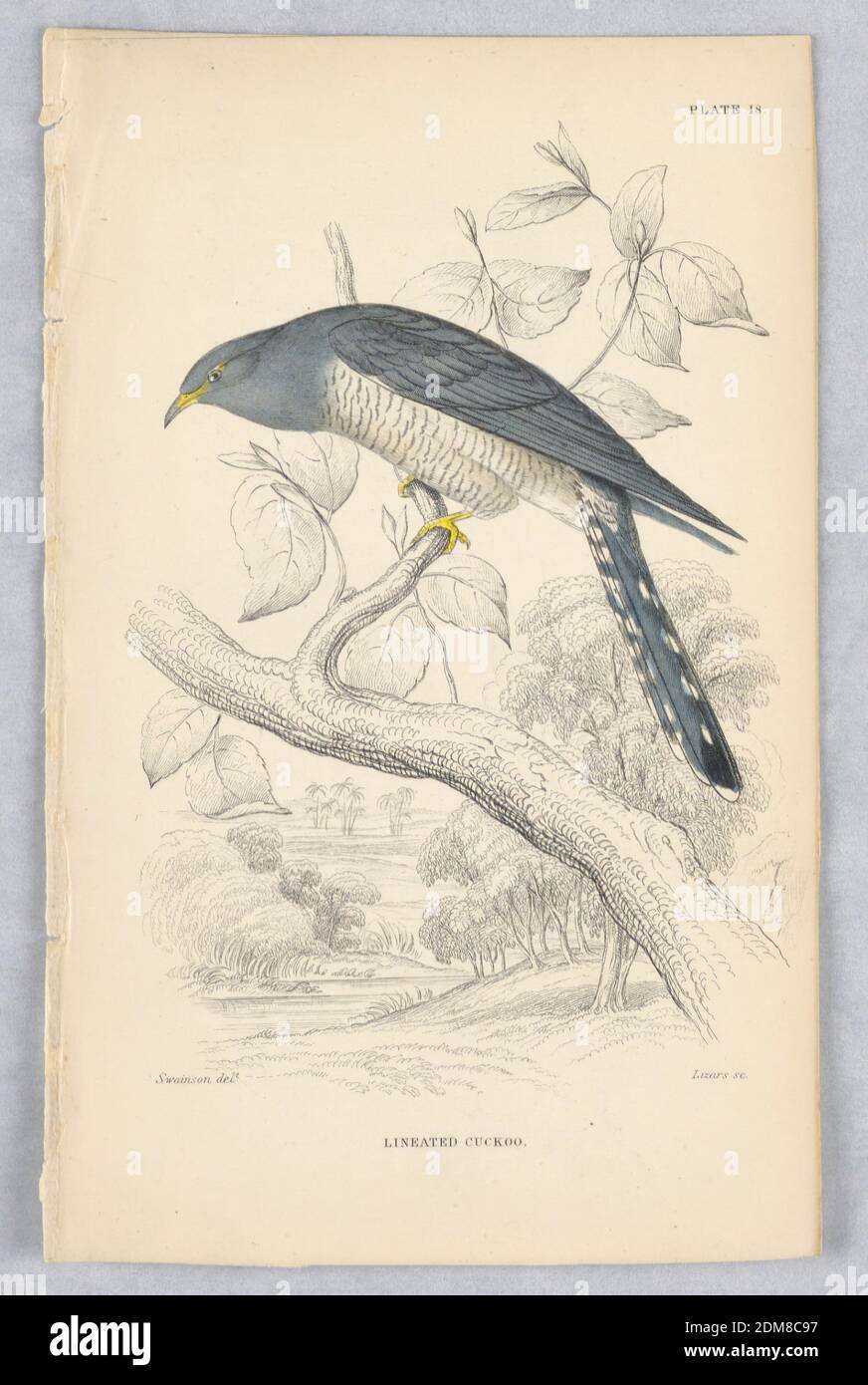 Cucù lined, plate 18 from Birds of Western Africa, William Home Lizars, Scottish, 1788 - 1859, William Swainson, British, 1789 - 1855, incisione, pennello e acquerello su carta, cucù lined: Uccello con petto bianco striato nero e schiena blu, ali, e coda arroccato su un ramo., Edimburgo, Scozia, 1837, Stampa Foto Stock