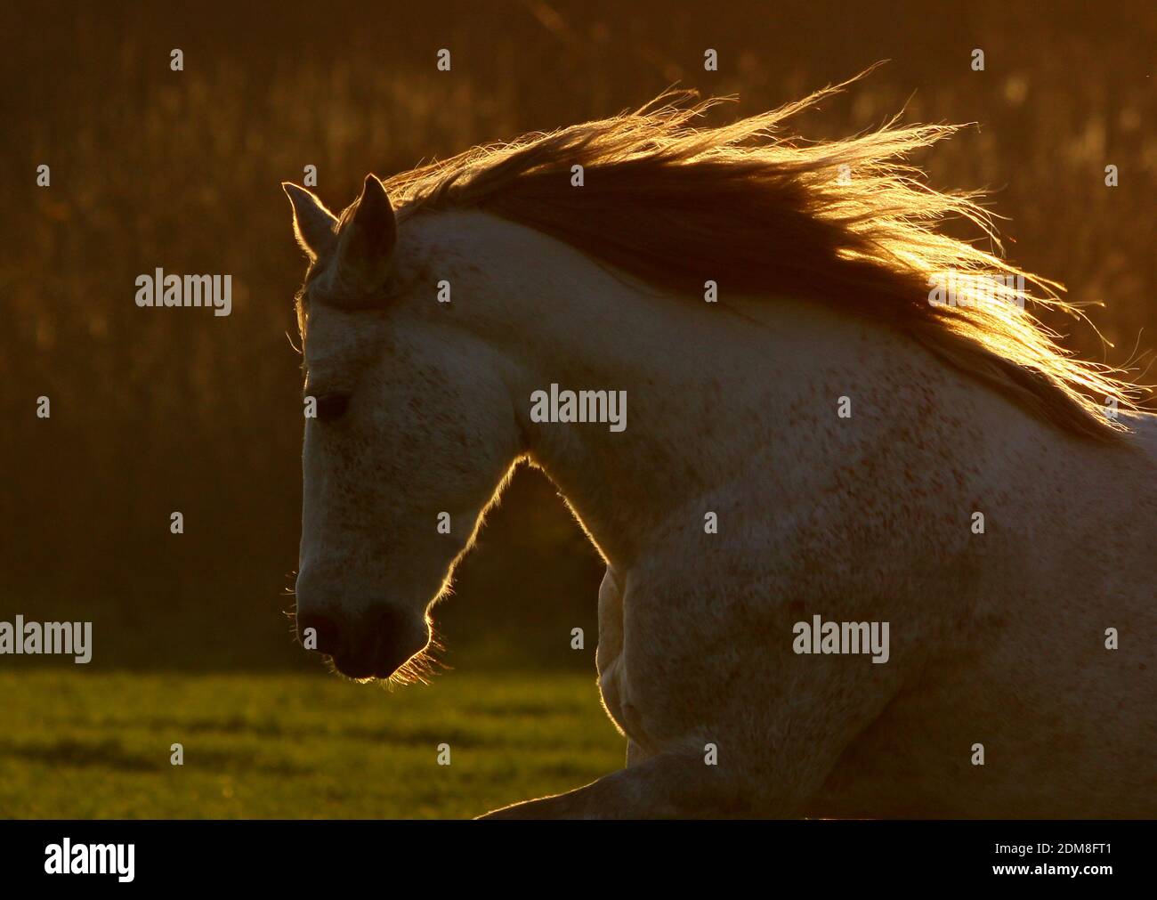 Cavallo al tramonto. Piccolo DOF, sulla mane Foto Stock