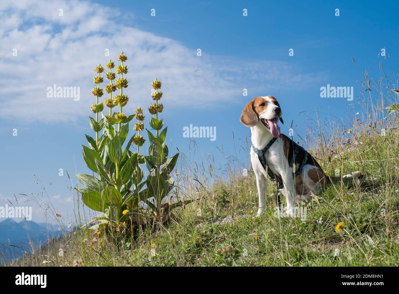 Beagle si pone di fronte A UN giallo fiorente Gentian in Un prato di montagna Foto Stock