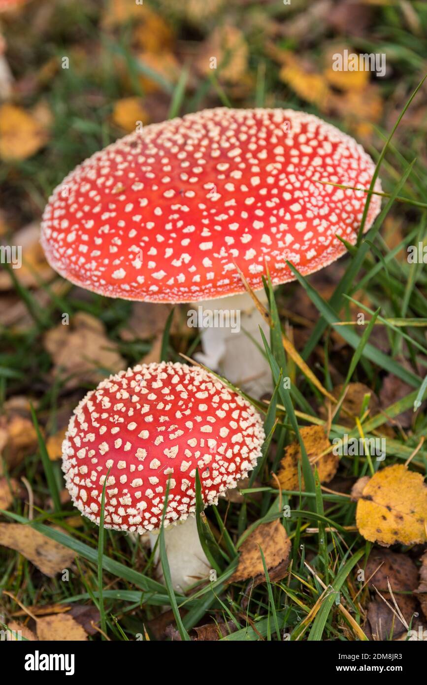 Due Toadsgools rossi si inchidano sul prato in autunno Foto Stock