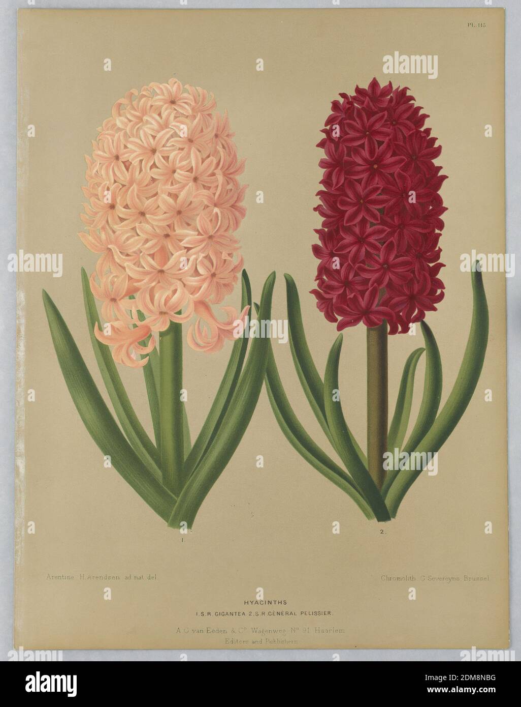 Giacinti: I.S.R. Gigantea e Général Pelissier, piatto 115 della "Flora di Haarlem" di A. C. Van Eeden, arentine H. Arendsen, olandese, 1836 - 1915, A. C. van Eeden & Co, olandese, attivo 19° c., Chromolithography su carta, targhetta di colore Disbound "Hyacinths: I.S.R. Gigantea e Général Pelissier' della "Flora di Haarlem" di A. C. Van Eeden, Belgio, Paesi Bassi, ca. 1881, Stampa Foto Stock