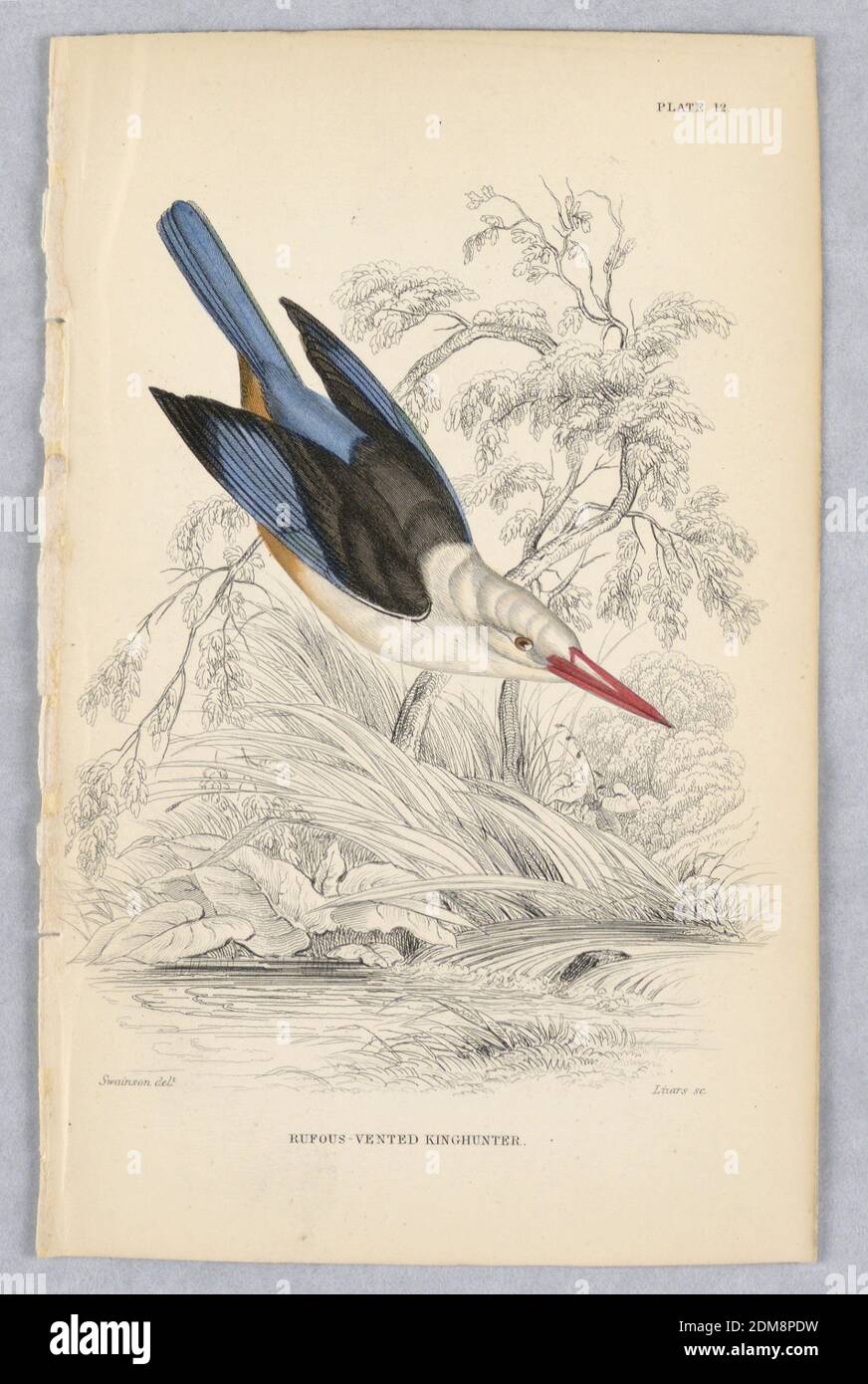 Rufous-Vented Kinghunter, Plate 12 from Birds of Western Africa, William Home Lizars, Scottish, 1788 - 1859, William Swaison, British, 1789 - 1855, incisione, pennello e acquerello su carta, un uccello macchiato di rosa appena sopra un ruscello. Una testa e un lato inferiore bianchi, con ali blu e marrone, posteriore e coda. Titolo e nomi degli artisti qui sotto., Edimburgo, Scozia, 1837, Stampa Foto Stock