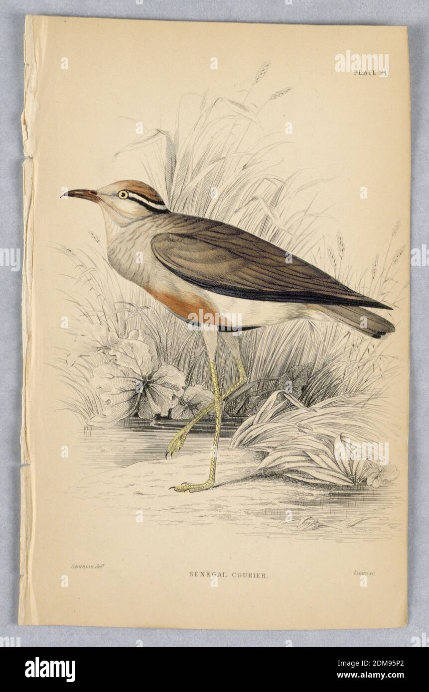 Senegal Courier, Plate 24 from Birds of Western Africa, William Home Lizars, Scottish, 1788 - 1859, William Swaison, British, 1789 - 1855, incisione, pennello e acquerello su carta, uccello a gamba lunga in una palude. Un lato inferiore pallido e rosso-marrone, ali marrone scuro e coda corta, bande nere e bianche nella parte posteriore della testa. Titolo e nomi degli artisti qui sotto., Edimburgo, Scozia, 1837, Stampa Foto Stock