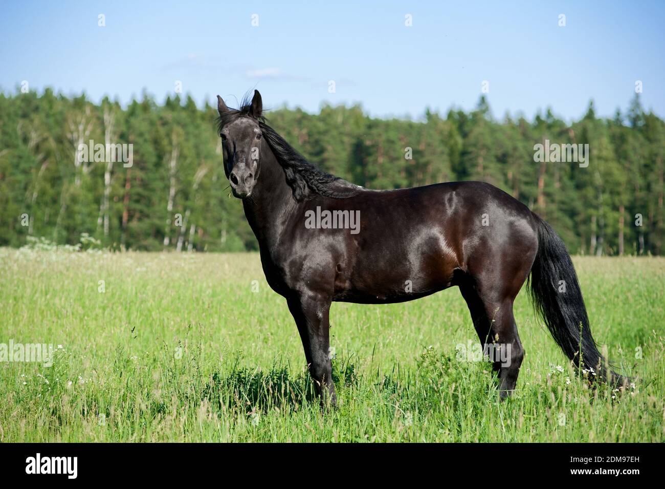cavallo nero Foto Stock