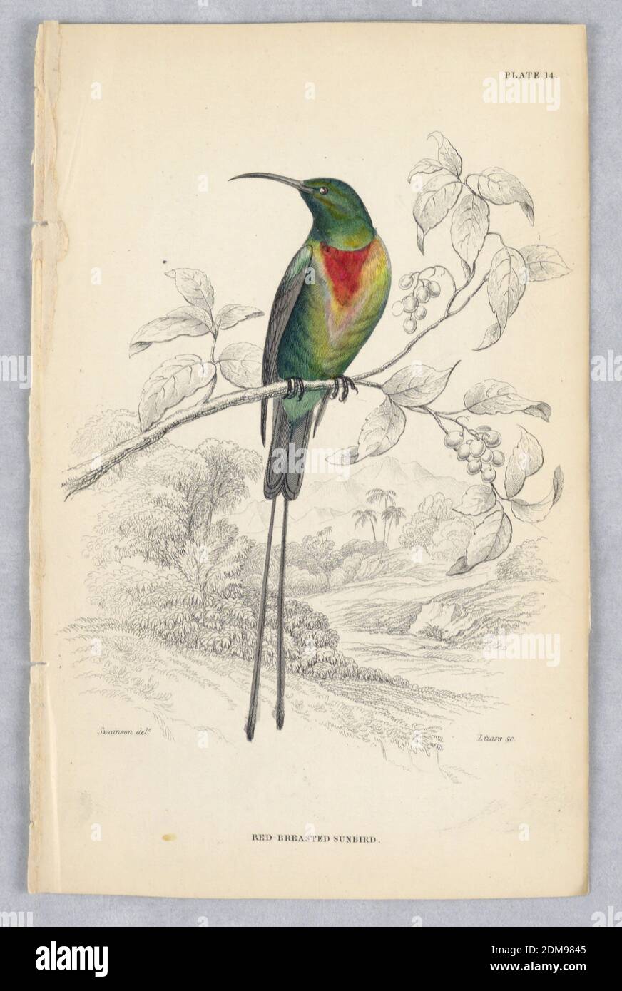 Sunbird rosso, piatto 14 da Birds of Western Africa, William Home Lizars, Scottish, 1788 - 1859, William Swainson, British, 1789 - 1855, incisione, pennello e acquerello su carta, Green Bird su un ramo con frutta. Sfondo tropicale. Ha l'ala grigia e la coda, tra cui due lunghe piume coda. Cerotto rosso e giallo alla gola. Titolo e nomi degli artisti qui sotto., Edimburgo, Scozia, 1837, Stampa Foto Stock