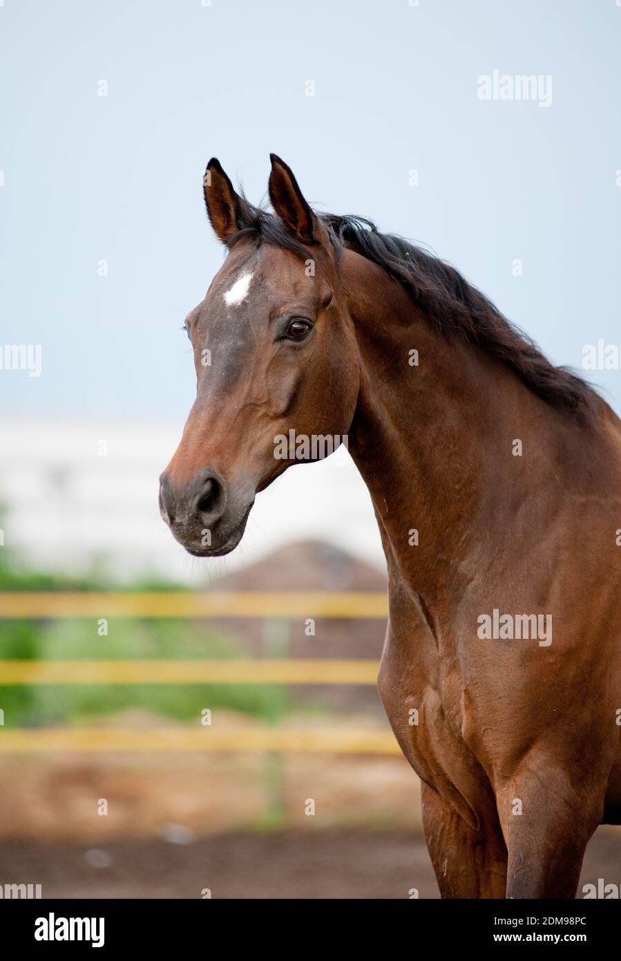 baia cavallo running closeup Foto Stock