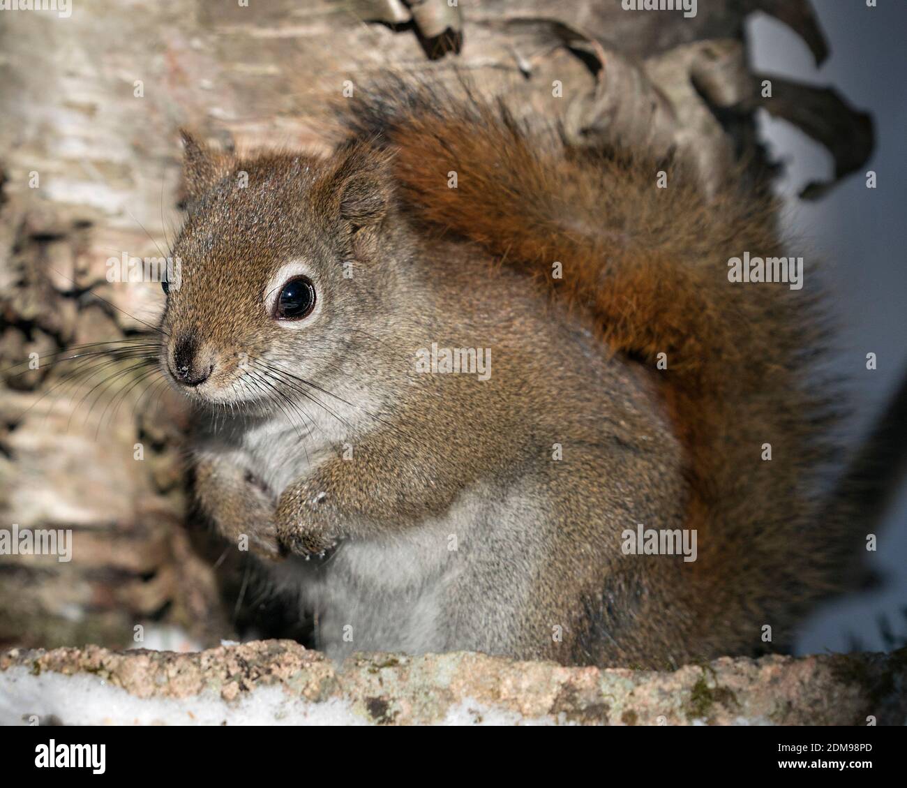 Vista ravvicinata del profilo dello scoiattolo nella foresta seduta su una roccia di muschio con sfondo sfocato che mostra la sua pelliccia marrone, la testa, gli occhi, le orecchie, le zampe, la coda bushy. Foto Stock