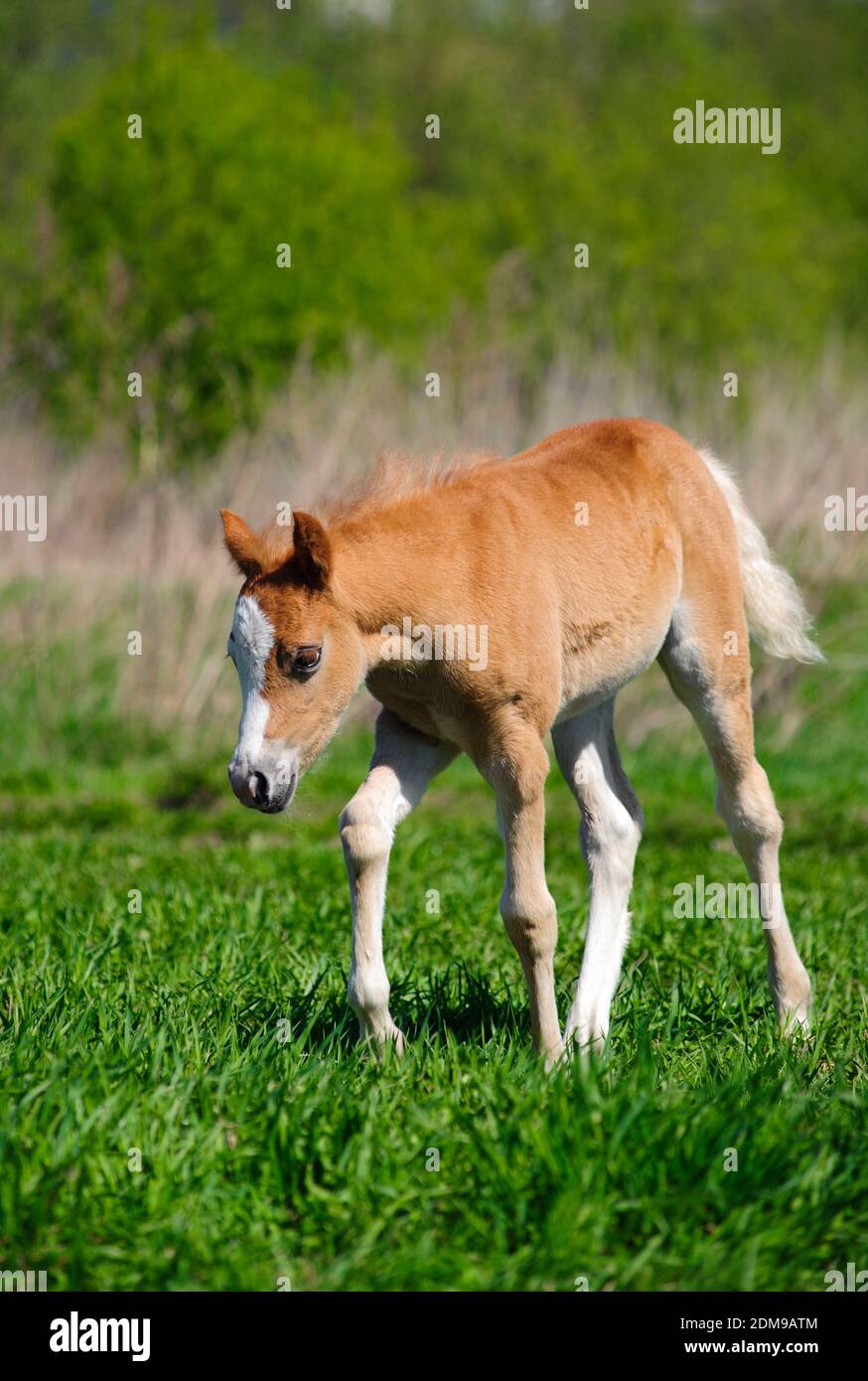Foal che pasce Foto Stock