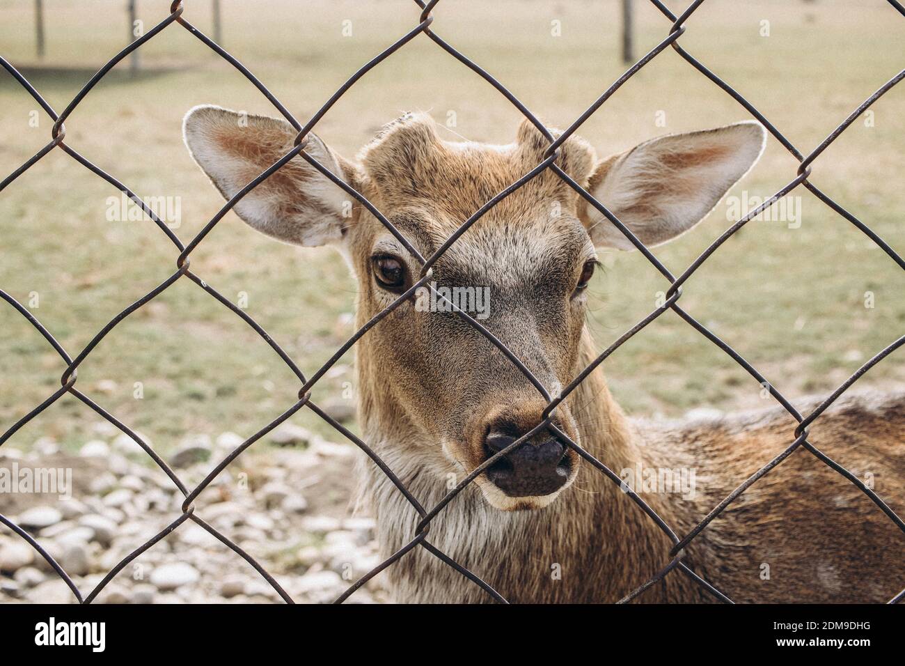 Ritratto di un cervo senza corna che si trova dietro la recinzione. Foto Stock