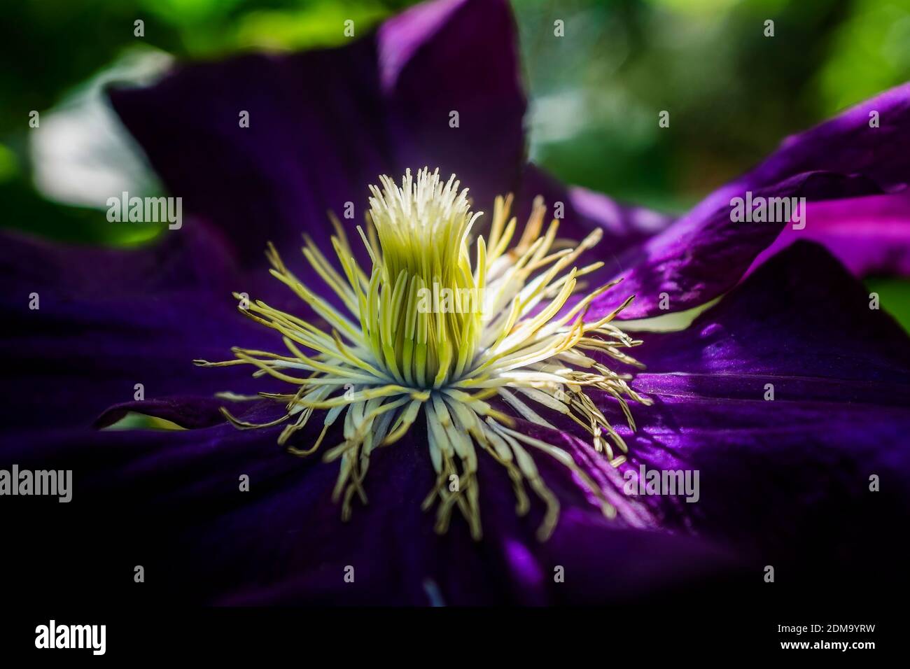 STAMENS di fiori viola Clematis.Close up. Foto Stock